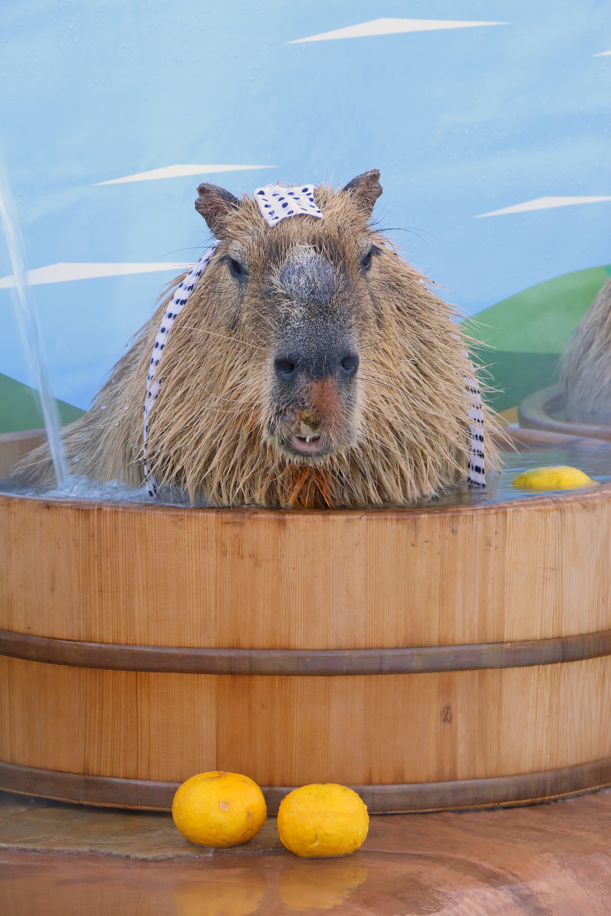 Capybara Bath